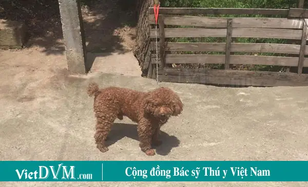 Cách Dạy Chó Poodle Đi Vệ Sinh.