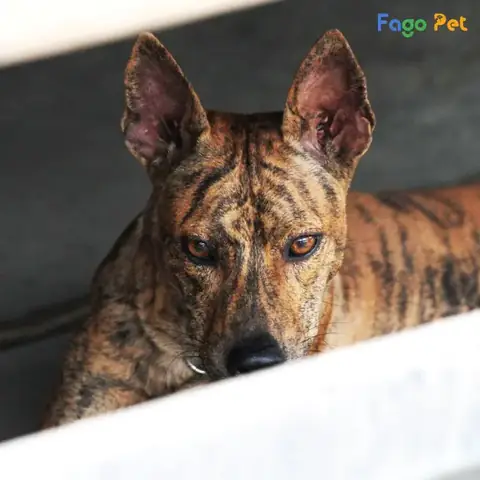 Huấn Luyện Chó Phú Quốc Nằm Tại Chỗ