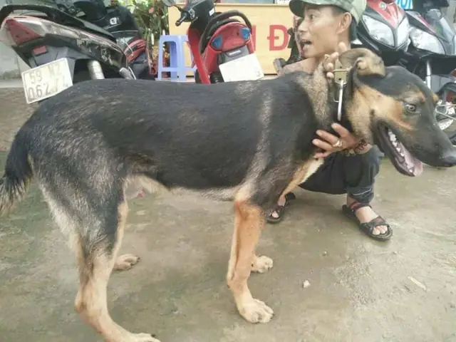 Chó Becgie Nga (becgie Đông Âu)