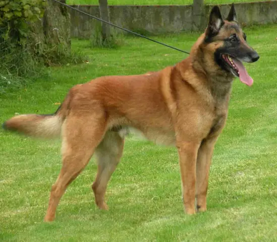 Chó Becgie Bỉ (malinois)