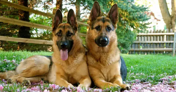 Chó Becgie Đức Gsd (german Shepherd)