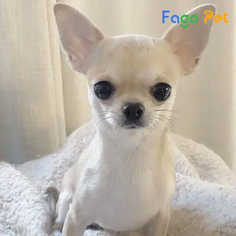 Hướng Dẫn Cách Phối Giống Chó Chihuahua Ngay Tại Nhà