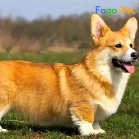 Cách Phối Giống Chó Corgi Đơn Giản Hiệu Quả