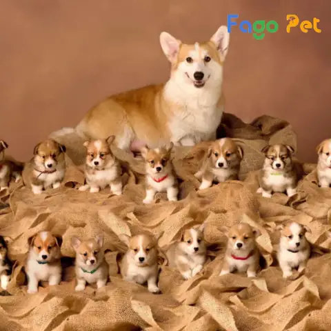 Dấu Hiệu Chó Corgi Động Dục