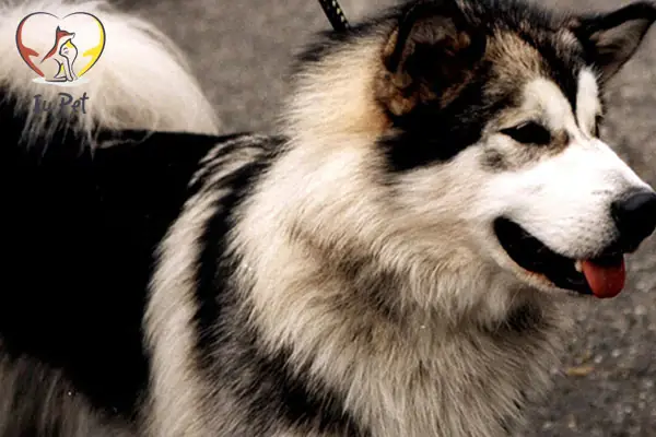 Nên Phối Giống Chó Golden Với Chó Husky Không?