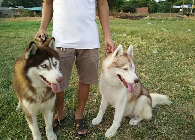 Những Lưu Ý Khi Phối Giống Chó Husky Bạn Cần Phải Biết