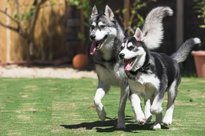 Giai Đoạn 2: Cho Husky Giao Phối Đúng Lúc