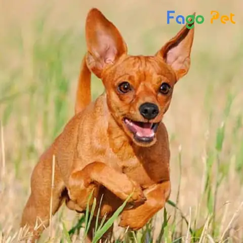 Những Lưu Ý Khi Phối Giống Chó Phốc Hươu Những Lưu Ý Khi Phối Giống Chó Phốc Hươu