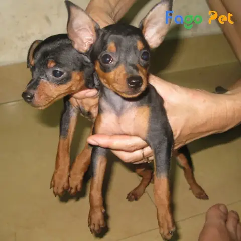 #cách Phối Giống Chó Phốc Hươu Đơn Giản Ngay Tại Nhà #cách Phối Giống Chó Phốc Hươu Đơn Giản Ngay Tại Nhà