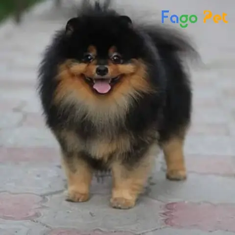 Dịch Vụ Phối Giống Chó Phốc Sóc Uy Tín Bao Đậu