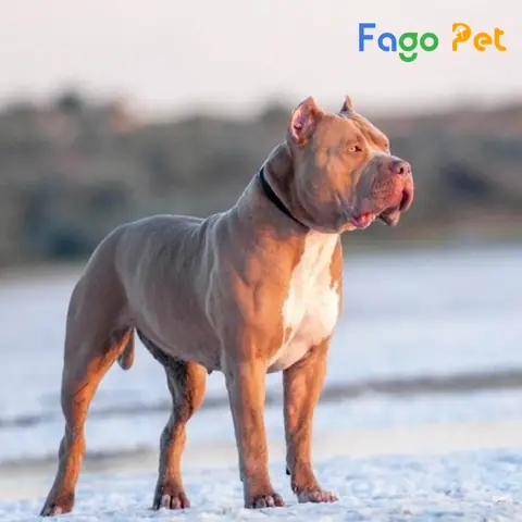 Dấu Hiệu Chó Pitbull Phát Dục