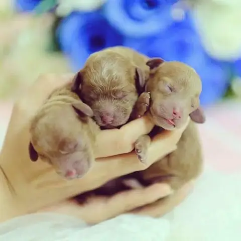 Quy Trình Phối Giống Cho Chó Poodle