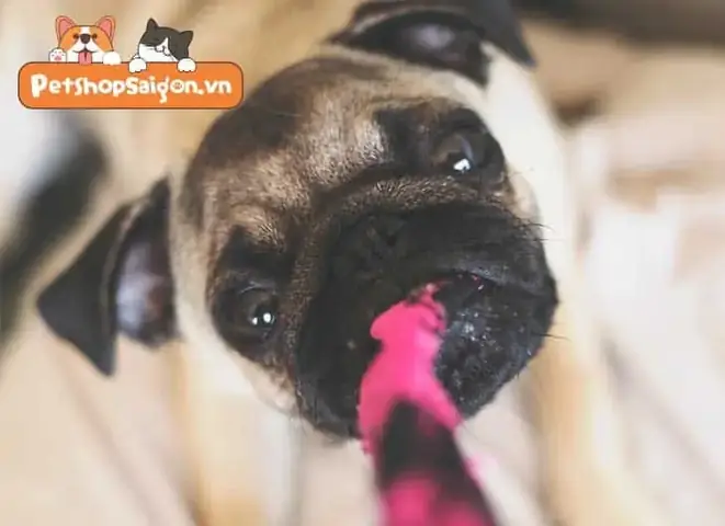 Dị Tật Đốt Sống Ở Chó Pug