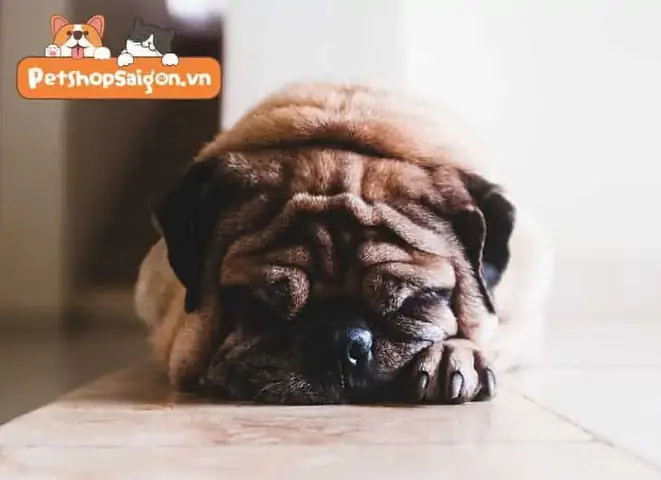 Sức Khỏe Liên Quan Đến Cách Phối Giống Chó Pug