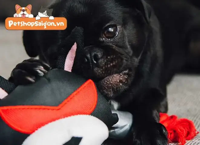 Dị Tật Đốt Sống Ở Chó Pug