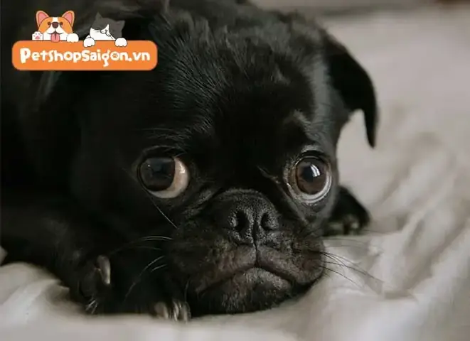 Sức Khỏe Liên Quan Đến Cách Phối Giống Chó Pug