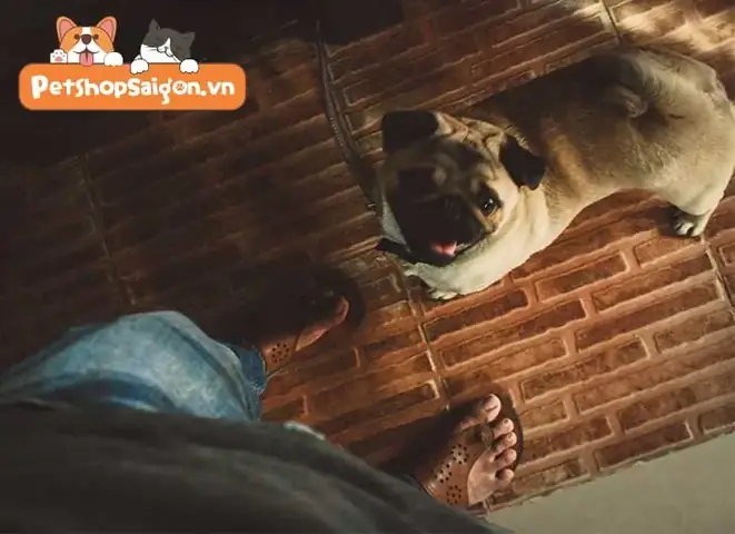 Sức Khỏe Liên Quan Đến Cách Phối Giống Chó Pug