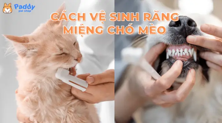 Hướng Dẫn Cách Vệ Sinh Răng Miệng Chó Mèo Dễ Thực Hiện