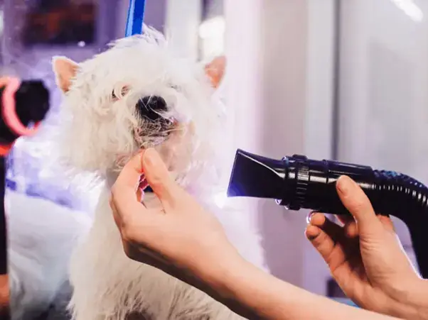 Hướng Dẫn Chọn Máy Sấy Phù Hợp Với Cún Cưng