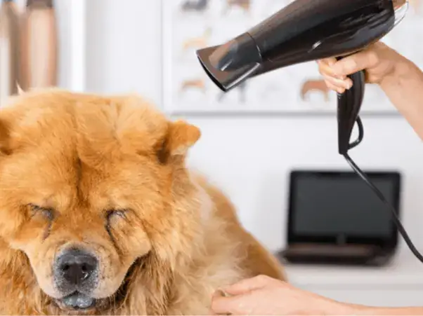 Cho Chó Làm Quen Trước Cùng Máy Sấy Cho Chó Làm Quen Trước Cùng Máy Sấy