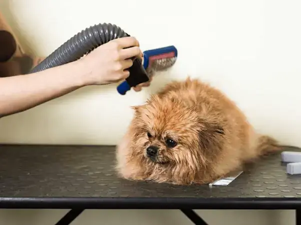 Hướng Dẫn Cách Sấy Lông Cho Chó Sau Khi Tắm Hiệu Quả Hướng Dẫn Cách Sấy Lông Cho Chó Sau Khi Tắm Hiệu Quả