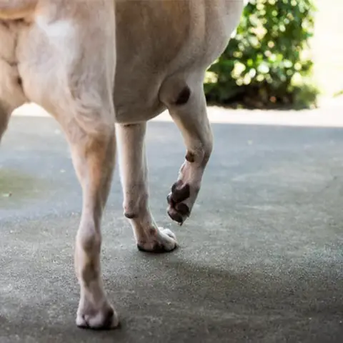 Dấu Hiệu Nhận Biết Chó Bị Gãy Xương Dấu Hiệu Nhận Biết Chó Bị Gãy Xương