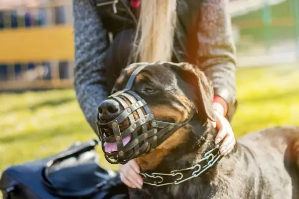 Rọ Mõm Chó Chống Sủa Bằng Da