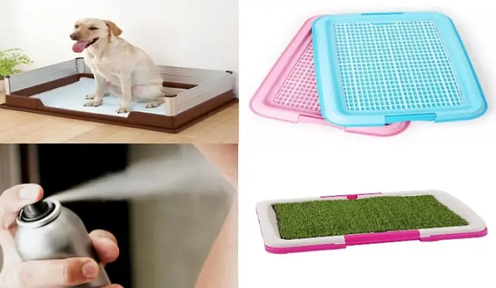 Lựa Chọn Loại Khay Vệ Sinh Phù Hợp Cho Chó