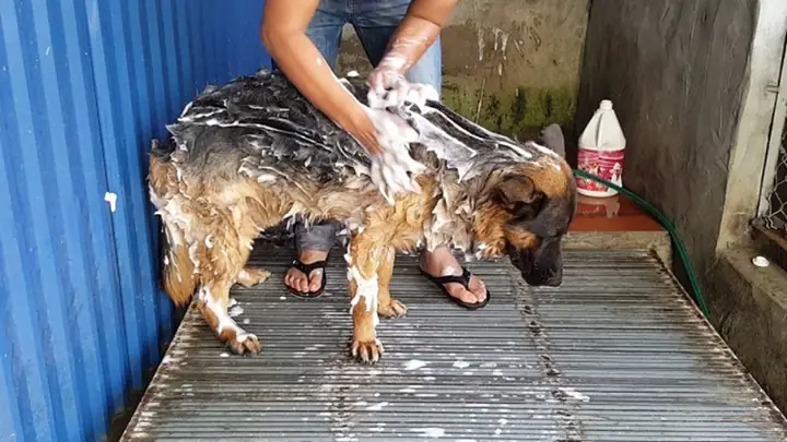 2cách Tắm Cho Chó Becgie