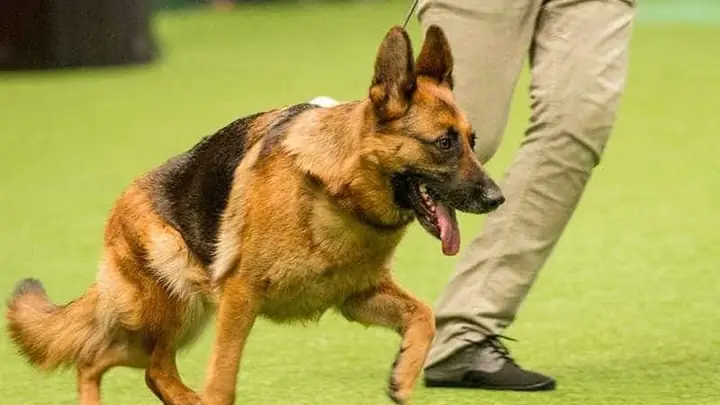 1đặc Điểm Của Chó Becgie