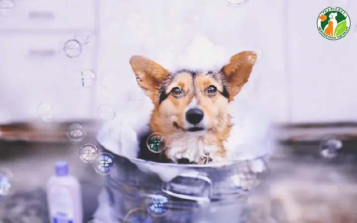 Một Số Điều Lưu Ý Khi Tắm Cho Chó Con