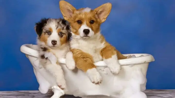 2cách Tắm Cho Chó Corgi 2cách Tắm Cho Chó Corgi