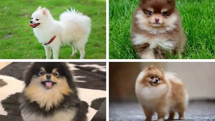 Đặc Điểm Của Chó Phốc Sóc Đặc Điểm Của Chó Phốc Sóc