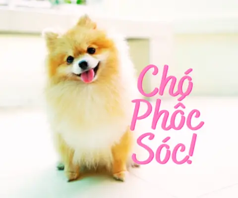 Có Nên Tắm Cho Chó Phốc Sóc Một Cách Thường Xuyên Không? Có Nên Tắm Cho Chó Phốc Sóc Một Cách Thường Xuyên Không?