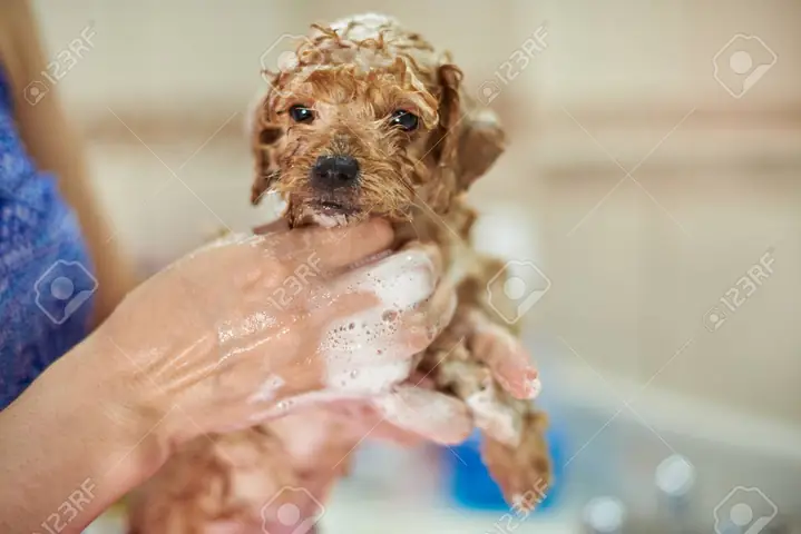 Cách Tắm Cho Chó Poodle 2 Tháng Tuổi