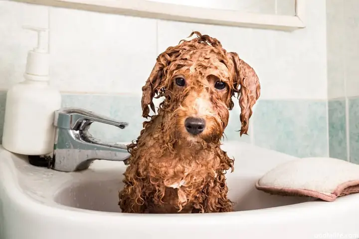 Những Điều Cần Lưu Ý Trong Cách Tắm Cho Chó Poodle