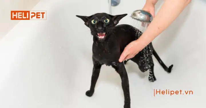 Bao Lâu Tắm Cho Mèo 1 Lần?