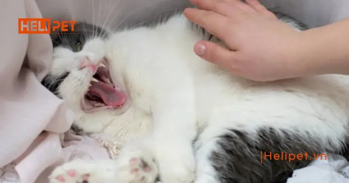 Ảnh Hưởng Đến Tâm Lý Của Mèo