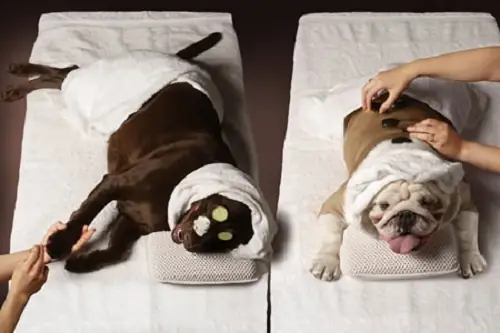 Cách Tắm Cho Chó Hiệu Quả Nhất?