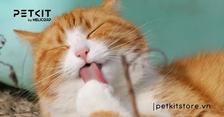 Trời Lạnh Có Nên Tắm Cho Mèo Không?