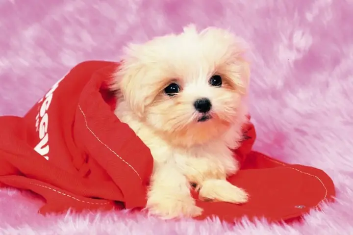 Cách Tắm Cho Chó Vào Mùa Đông Đúng Cách