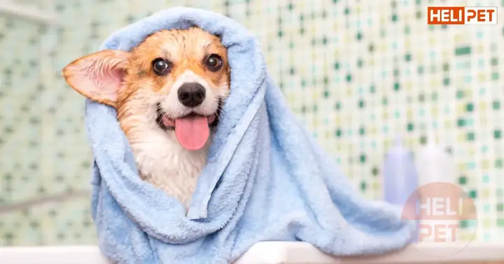 Lưu Ý Khi Dùng Sữa Tắm Khô Cho Chó