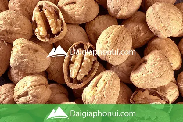 Cách Tập Cho Chó Ăn Hạt: Hướng Dẫn Chi Tiết Và Khoa Học