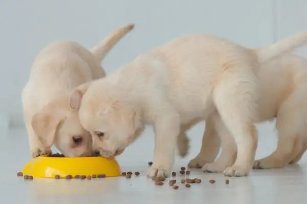 Cách Tập Cho Chó Ăn Hạt: Hướng Dẫn Chi Tiết Và Khoa Học