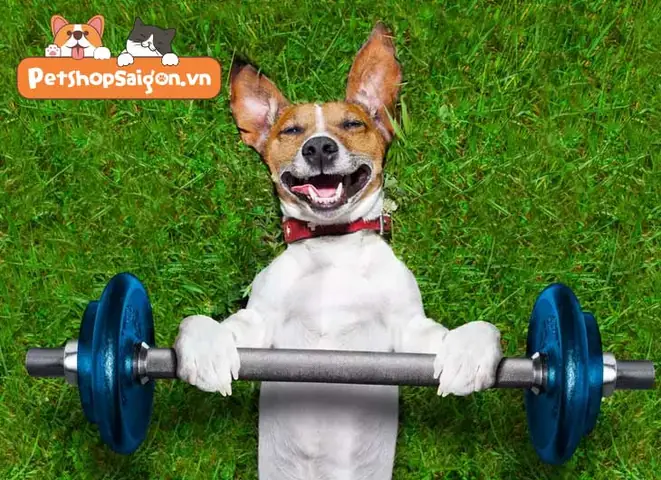 Lý Do Để Xây Dựng Cơ Bắp Cho Chó Của Bạn Lý Do Để Xây Dựng Cơ Bắp Cho Chó Của Bạn