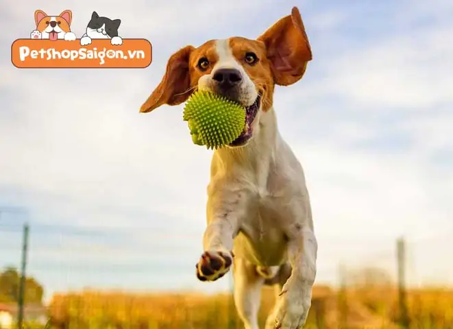 Cách Tập Cơ Bắp Cho Chó Qua Các Bài Thể Dục