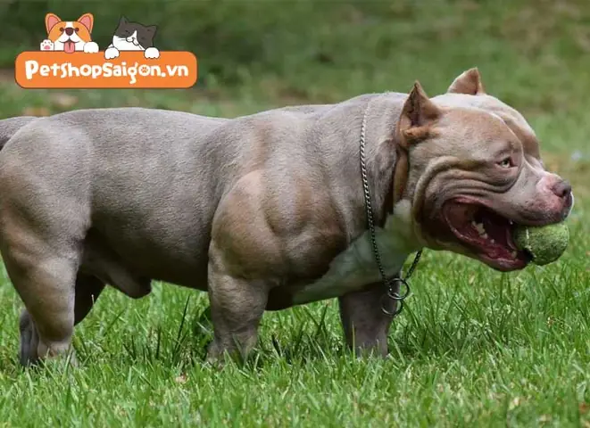 Cách Đánh Giá Tình Trạng Cơ Bắp Của Chó Cách Đánh Giá Tình Trạng Cơ Bắp Của Chó