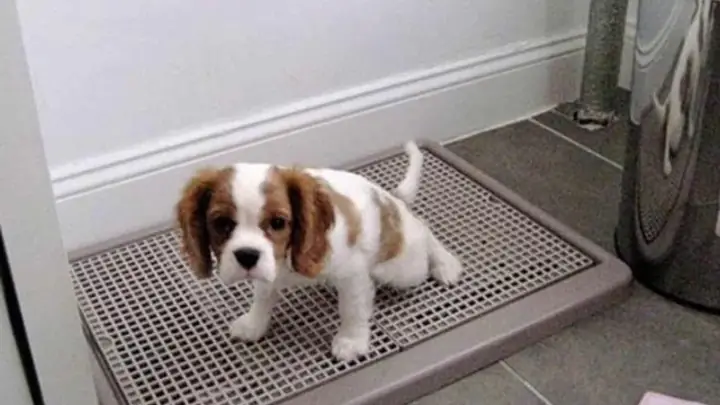 Chẩn Đoán Bệnh Care Ở Chó Dựa Vào Đặc Điểm Dịch Tễ Học