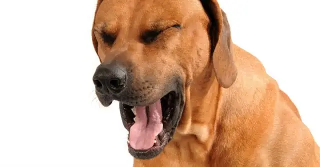 Chẩn Đoán Bệnh Care Ở Chó Phân Biệt