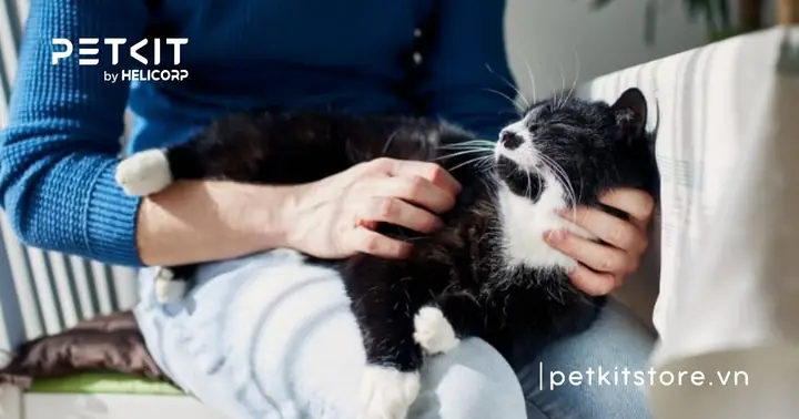 Thông Tiểu Cho Mèo Có Gặp Biến Chứng Gì Không?